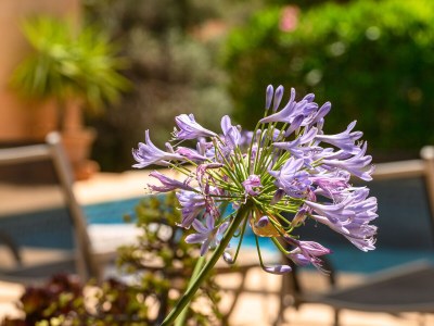 Finca Finca Descanso - Eine Oase der Ruhe. Charmante und gemütliche Finca mit großem privatem Pool in der Nähe der Cala Murada 1 - Outdoor photo 18