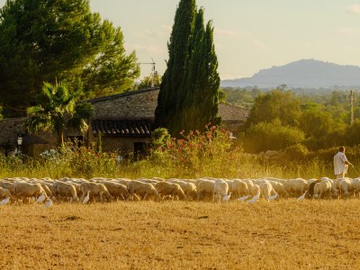 Finca Finca Cuatro Vientos - Exklusive Finca in ruhiger Lage mit hochwertiger und geschmackvoller Ausstattung in der Nähe von Manacor 1 - Environment photo 43