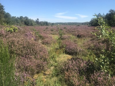 Holiday house Almroosje - Environment photo 35