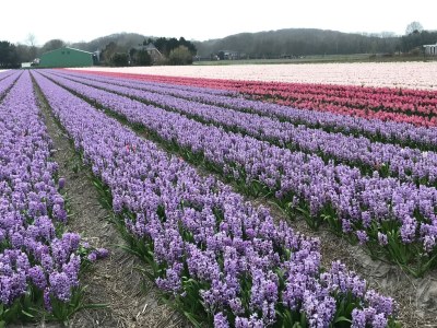 Holiday house Almroosje - Environment photo 38