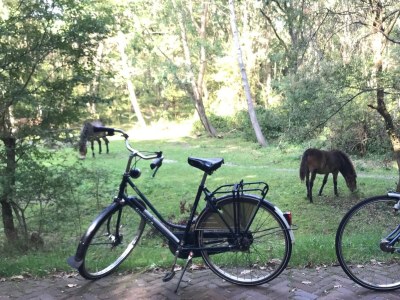 Holiday house Almroosje - Environment photo 40