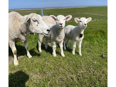 Bungalow Bungalow in Strandnaehe, Dornumersiel - Environment photo 14