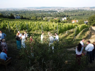Holiday apartment 2 Weingut Hauerhof 99 - Outdoor photo 7