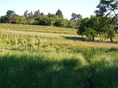 Holiday apartment 2 Weingut Hauerhof 99 - Environment photo 13