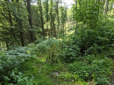 Apartment Moderne Wohnung in Winterberg - Environment photo 39