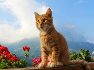 Apartment Moderne Wohnung in Winterberg - Outdoor photo 40