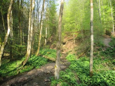 Apartment Wohnung in Winterberg nahe Skigebiet - Environment photo 30