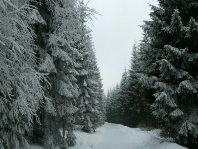 Apartment Apartment mit Balkon in Waldnהhe - Environment photo 27