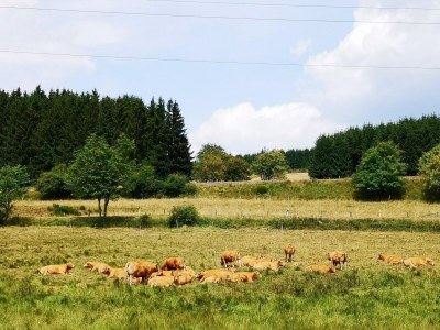 Apartment Apartment mit Balkon in Waldnהhe - Environment photo 31