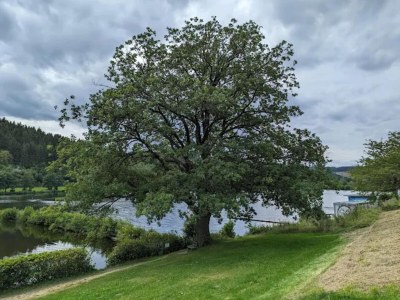Apartment Ruhig gelegenes Appartement in Niedersfeld - Environment photo 18