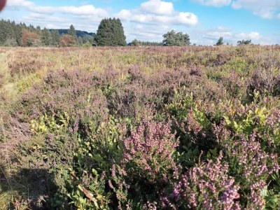 Apartment Ruhig gelegenes Appartement in Niedersfeld - Environment photo 31