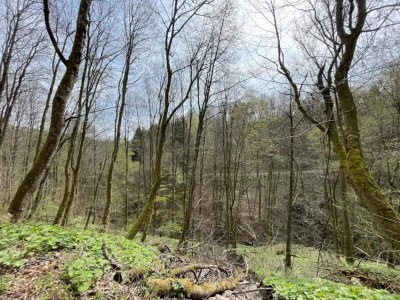 Apartment Helles Apartment mit Balkon in Winterberg - Environment photo 21