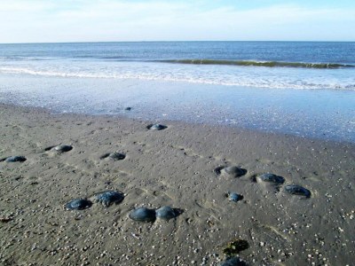 Chalet Inviting Hollum Chalet near Golf Course - Environment photo 29
