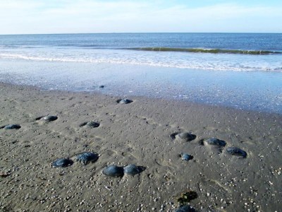 Chalet Chalet in Hollum near the beach - Environment photo 26