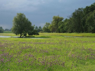 Apartment Family-Friendly Guesthouse in the Oderbruch - Environment photo 17