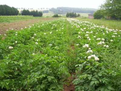 Holiday house Orte Villa for 8 with Parking - Environment photo 24