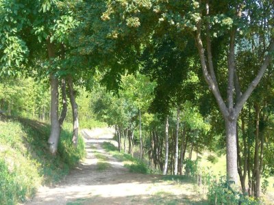 Holiday house Geräumiges Ferienhaus in Brisighella - Environment photo 37