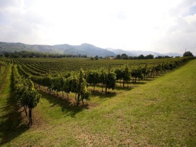 Holiday house Geräumiges Ferienhaus in Brisighella - Environment photo 39
