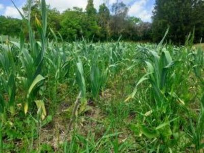 Holiday house Toskanischer Kurzurlaub mit Pool - Environment photo 28