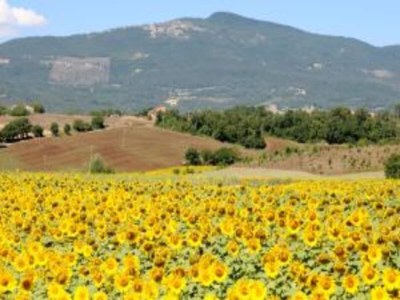 Holiday house Toskanischer Kurzurlaub mit Pool - Environment photo 32