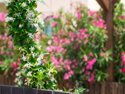 Holiday park Ferienhaus in Kiotari mit Grill - Outdoor photo 24