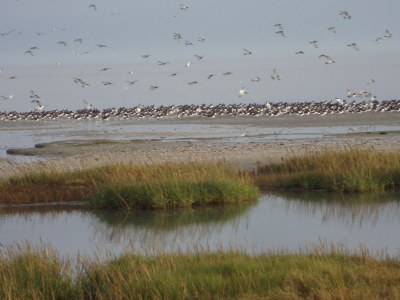 Bungalow Willemien - Environment photo 16