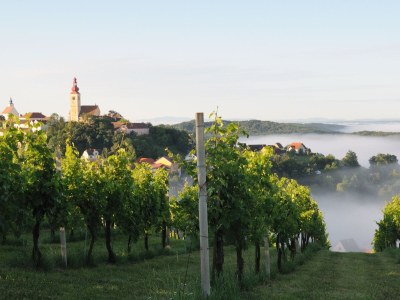 Holiday house Weingartenhaus "Kellerstöckl" - Environment photo 17