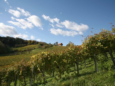 Holiday house Weingartenhaus "Kellerstöckl" - Environment photo 18