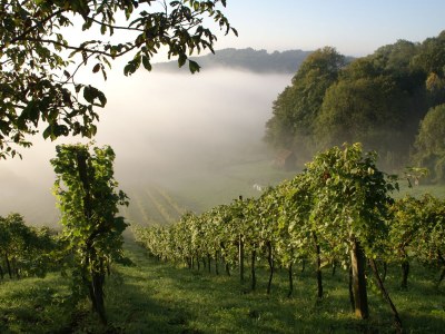 Holiday house Weingartenhaus "Kellerstöckl" - Environment photo 19