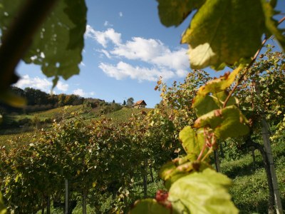 Holiday house Weingartenhaus "Kellerstöckl" - Environment photo 20