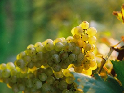 Holiday house Weingartenhaus "Kellerstöckl" - Environment photo 21