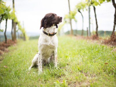 Holiday house Weingartenhaus "Kellerstöckl" - Document photo 24