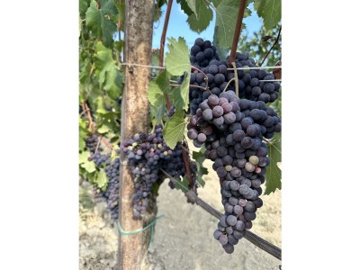 Holiday house Langhe Wine & Relax - Environment photo 39