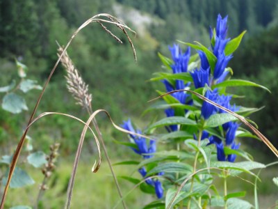 Holiday apartment Haus Elisabeth Apt. "Zugspitz" - Environment photo 24