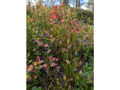 Holiday house No title - Environment photo 38