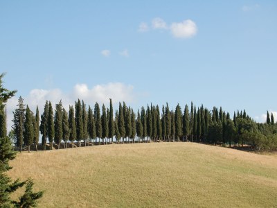 Holiday apartment 2-room holiday apartment La Betulla on the estate Il Poggio - Environment photo 13