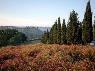Holiday apartment 2-room holiday apartment La Betulla on the estate Il Poggio - Environment photo 14