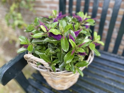 Holiday house The Freckle - Outdoor photo 7