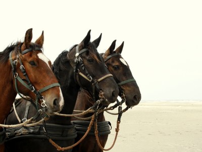 Bungalow Villa Kamin - Environment photo 17