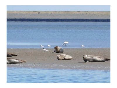 Holiday house Nature house 'The Blue Heron - Environment photo 27