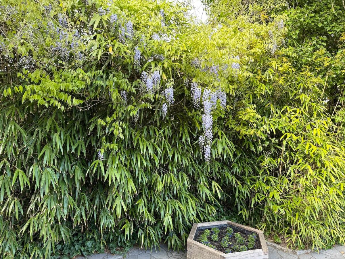 Holiday apartment Kapitänshaus FeWo 2 - Outdoor photo 3