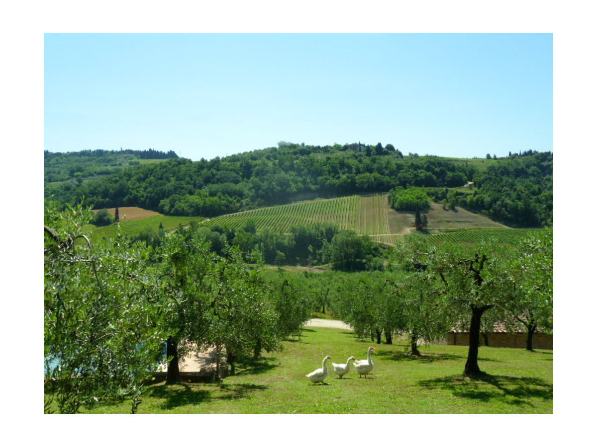 Holiday apartment Poggio Ai Monti - Reasonable holiday apartment with pool - Outdoor photo 4