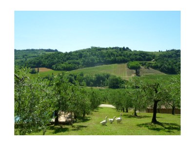 Holiday apartment Poggio Ai Monti - Reasonable holiday apartment with pool - Outdoor photo 4