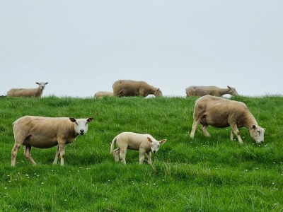 Holiday apartment Ferienwohnung Kaptain´s Kombüse - Environment photo 52