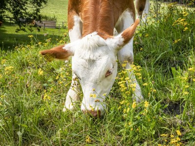 Apartment Ferienwohnung Schartlhof (1-11 Pers./3 SZ, 1 WSR) - Outdoor photo 11