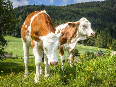 Apartment Ferienwohnung Schartlhof (1-11 Pers./3 SZ, 1 WSR) - Outdoor photo 12