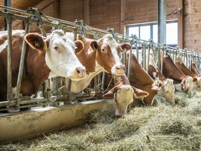 Apartment Ferienwohnung Schartlhof (1-11 Pers./3 SZ, 1 WSR) - Outdoor photo 13