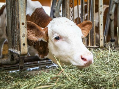 Apartment Ferienwohnung Schartlhof (1-11 Pers./3 SZ, 1 WSR) - Outdoor photo 14