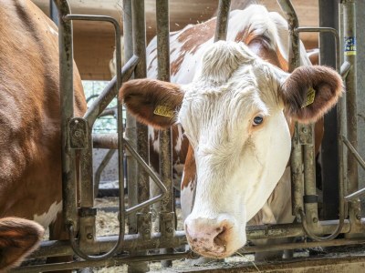 Apartment Ferienwohnung Schartlhof (1-11 Pers./3 SZ, 1 WSR) - Outdoor photo 15