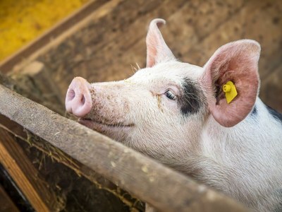 Apartment Ferienwohnung Schartlhof (1-11 Pers./3 SZ, 1 WSR) - Outdoor photo 16